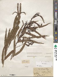 Salix nigra image