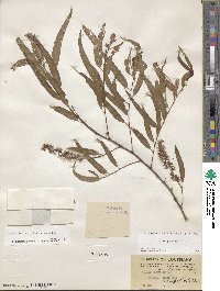 Salix nigra image