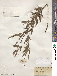 Salix nigra image