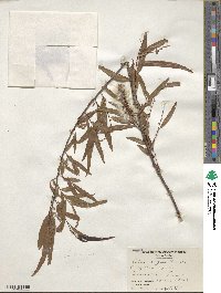 Salix nigra image