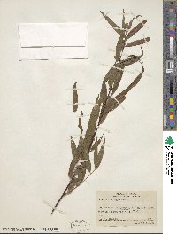 Salix nigra image