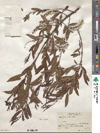 Salix nigra image