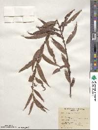 Salix nigra image