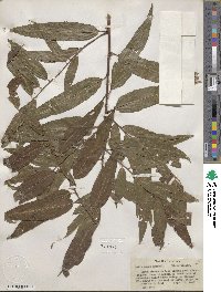 Salix nigra image