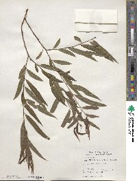 Salix nigra image