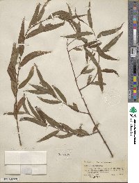 Salix nigra image