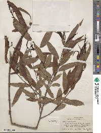 Salix nigra image