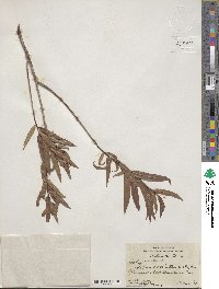 Salix nigra image