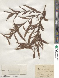 Salix nigra image