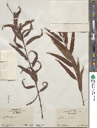 Salix nigra image