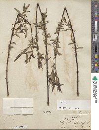 Salix nigra image