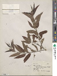 Salix nigra image