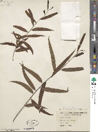 Salix nigra image