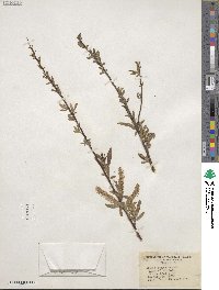 Salix nigra image