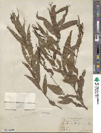 Salix nigra image