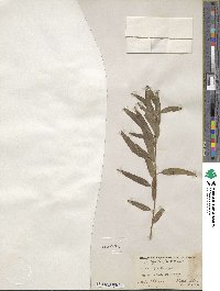 Salix nigra image