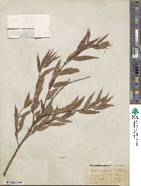 Salix nigra image