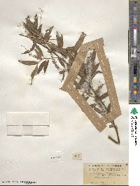 Salix nigra image