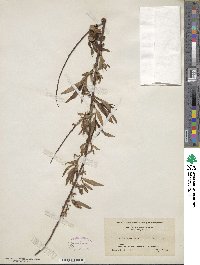 Salix nigra image