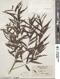 Salix nigra image