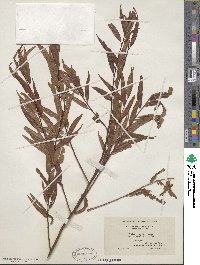 Salix nigra image