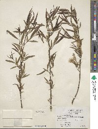 Salix nigra var. lindheimeri image