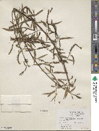 Salix nigra var. lindheimeri image