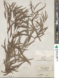 Salix nigra var. lindheimeri image