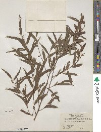 Salix nigra var. lindheimeri image