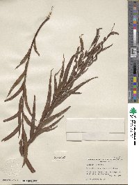 Salix nigra image