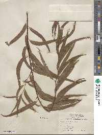 Salix nigra var. lindheimeri image