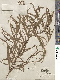 Salix nigra var. lindheimeri image