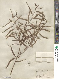 Salix nigra var. lindheimeri image