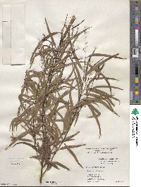 Salix nigra var. lindheimeri image