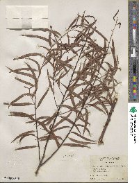 Salix nigra var. lindheimeri image