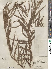 Salix nigra var. lindheimeri image