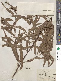 Salix nigra var. lindheimeri image