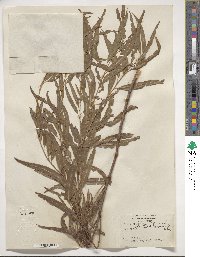 Salix nigra image