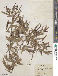 Salix nigra var. lindheimeri image