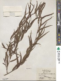 Salix nigra var. lindheimeri image