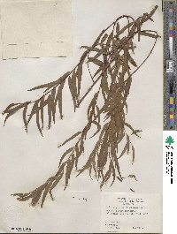 Salix nigra image