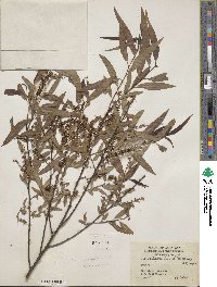 Salix nigra var. lindheimeri image