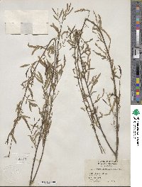 Salix nigra var. lindheimeri image