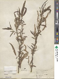 Salix nigra image