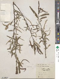 Salix nigra var. lindheimeri image