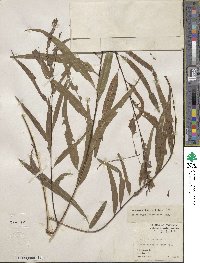 Salix nigra var. lindheimeri image