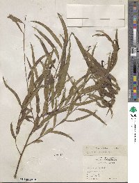 Salix nigra var. lindheimeri image