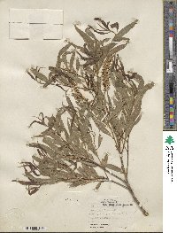 Salix nigra var. lindheimeri image