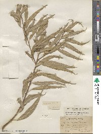 Salix nigra image