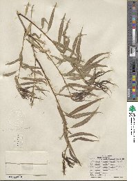 Salix nigra var. lindheimeri image